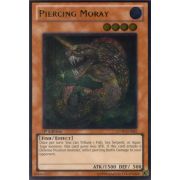 Piercing Moray