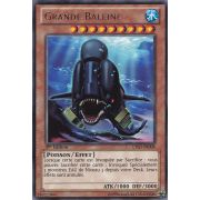 LTGY-FR008 Grande Baleine Rare