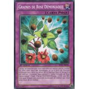 BP02-FR192 Graines de Rose Démoniaque Commune