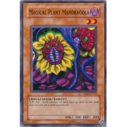 DR1-EN127 Magical Plant Mandragola Commune