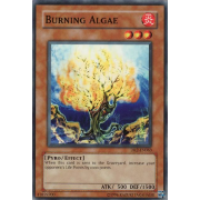 DR2-EN063 Burning Algae Commune