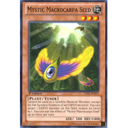 LVAL-EN035 Mystic Macrocarpa Seed Commune