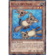 Koala des Mers