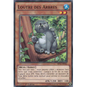 BP03-FR062 Loutre des Arbres Commune