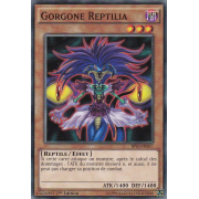 BP03-FR067 Gorgone Reptilia Commune