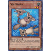 Sea Koala