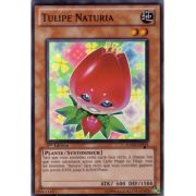 HA03-FR013 Tulipe Naturia Super Rare