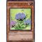 HA03-FR044 Hortensia Naturia Super Rare