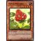 HA04-FR021 Fraise Naturia Super Rare