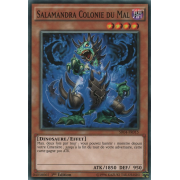 SR04-FR015 Salamandra Colonie du Mal Commune