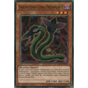 MACR-FR010 Darlingtonia Cobra Prédaplante Commune