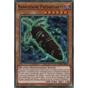 COTD-FR016 Banksiogre Prédaplante Commune