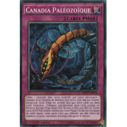 MP17-FR124 Canadia Paléozoïque Commune