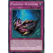 MP17-EN122 Paleozoic Olenoides Commune