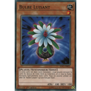 SDCL-FR021 Bulbe Luisant Commune