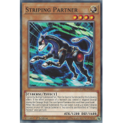 EXFO-EN003 Striping Partner Commune