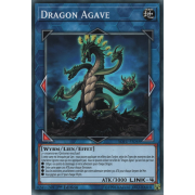 SOFU-FR048 Dragon Agave Commune