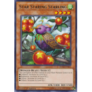 DANE-EN024 Star Staring Starling Rare