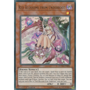 DUDE-EN006 Red Blossoms from Underroot Ultra Rare