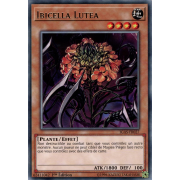 IGAS-FR027 Ibicella Lutea Rare