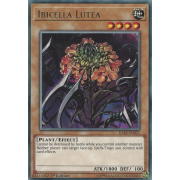 IGAS-EN027 Ibicella Lutea Rare