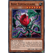 LDS2-FR095 Rose Tentaculaire Commune