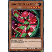 LDS2-FR100 Sorcière de la Rose Commune