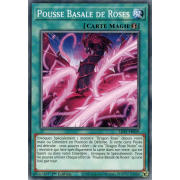 LIOV-FR059 Pousse Basale de Roses Commune