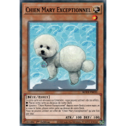 BODE-FR035 Chien Mary Exceptionnel Commune