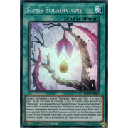 BODE-FR065 Semis Solairvigne Super Rare