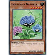 HAC1-FR107 Hortensia Naturia Commune