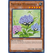 HAC1-EN107 Naturia Hydrangea Commune