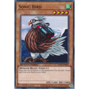 SGX1-ENE03 Sonic Bird Commune