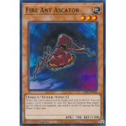 LDS3-EN046 Fire Ant Ascator Commune