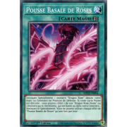 MP22-FR094 Pousse Basale de Roses Commune