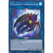 MP22-EN088 Paleozoic Cambroraster Super Rare