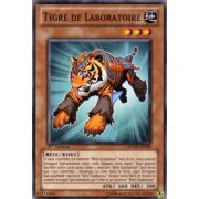 RYMP-FR098 Tigre de Laboratoire Commune