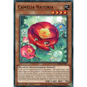 DABL-FR021 Camélia Naturia Commune