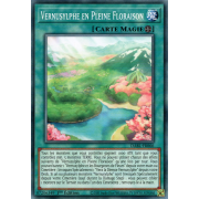 DABL-FR066 Vernusylphe en Pleine Floraison Commune