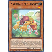 DABL-EN020 Naturia Mole Cricket Commune