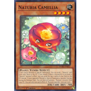 DABL-EN021 Naturia Camellia Commune