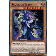 SDBT-FR016 Sauge de Fleur Commune