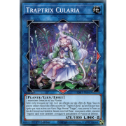 SDBT-FR041 Traptrix Cularia Commune