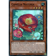 MP23-FR171 Camélia Naturia Super Rare