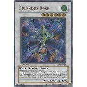 Splendid Rose